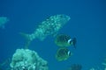 Racoon butterflyfish Chaetodon lunula